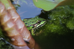 Pelophylax