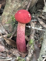 ベニイグチ
