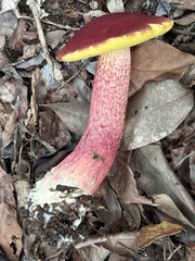 ベニイグチ