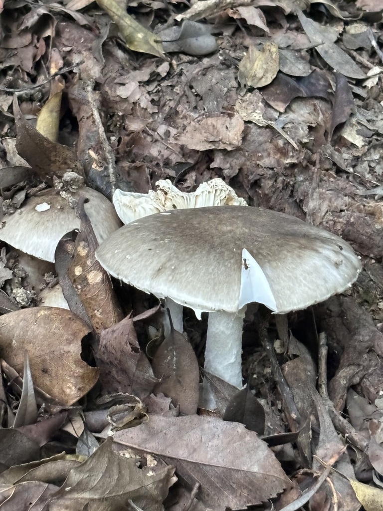 Amanita pseudoporphyria · September 2024 · photo: © networkentity (iNaturalist, cc-by)