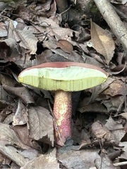 ベニイグチ