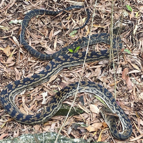 Australian Scrub Python sighting