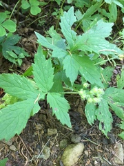 Hydrophyllum tenuipes
