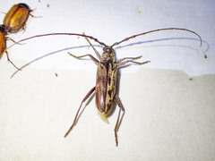 Pachydissus sericus
