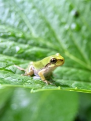 Hyla japonica