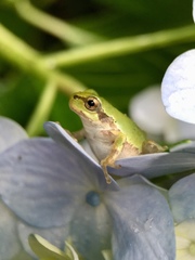 Hyla japonica
