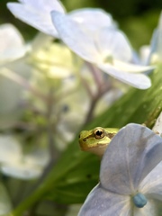Hyla japonica