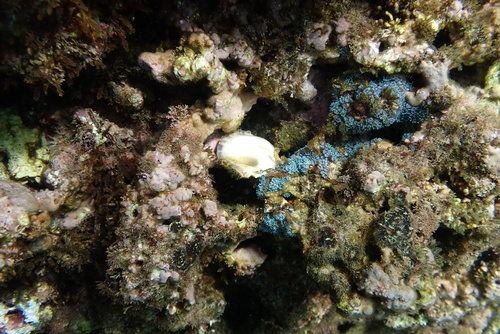 Spondylus observed 2024-09-08