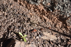 Melanerythrus mactans