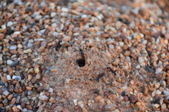 Iridomyrmex purpureus