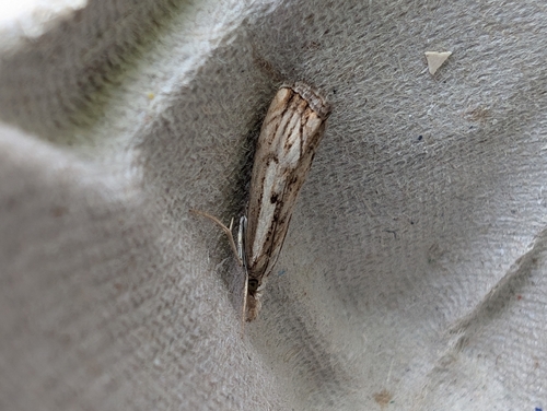 Chequered Grass-veneer photo 3
