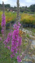 Vanessa cardui