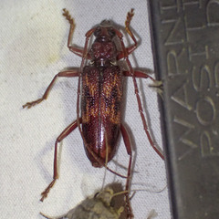 Phoracantha rugithoracica