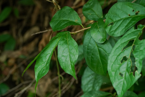 Image of Orixa japonica by (c) WATANABE Hitoshi 渡辺仁, some rights reserved (CC BY)