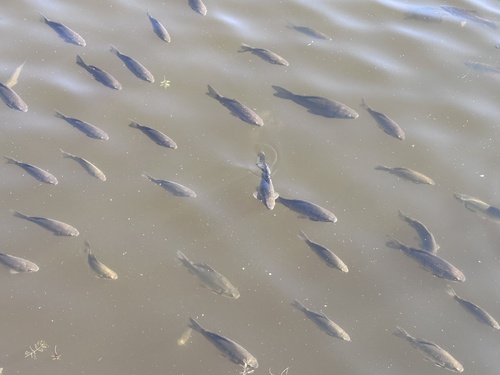 Prussian Carp, Нижний парк, São Petersburgo, São Petersburgo, RU, photo 6 of 10
