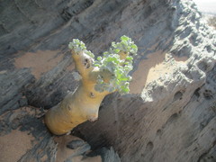 Pelargonium klinghardtense