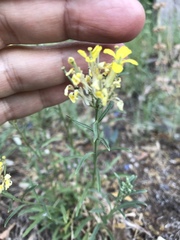 Erysimum maremmanum