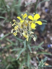 Erysimum maremmanum