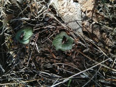 Corybas undulatus