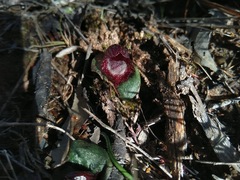 Corybas undulatus