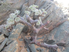 Pelargonium crassicaule