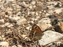 Coenonympha dorus
