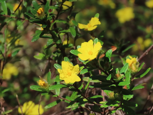 Image of Hibbertia bracteata by (c) ian_mcallan, some rights reserved (CC BY)
