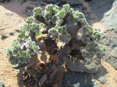 Pelargonium crassicaule