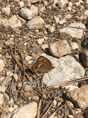 Coenonympha dorus