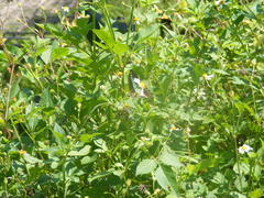 Graphium sarpedon connectens