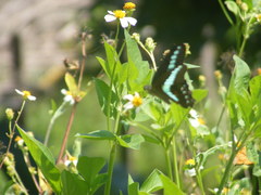 Graphium sarpedon connectens