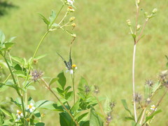 Graphium sarpedon connectens
