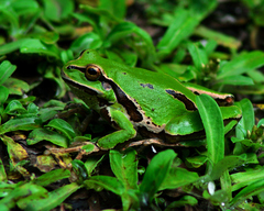 Mountain Treefrog photo 3