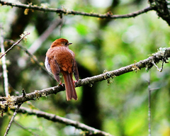Catharus occidentalis
