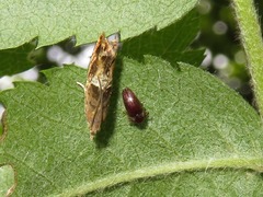Trixagus dermestoides