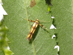 Stathmopoda pedella