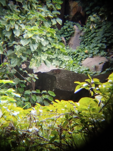 Rock Hyrax