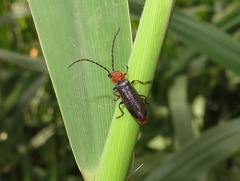 Silis ruficollis