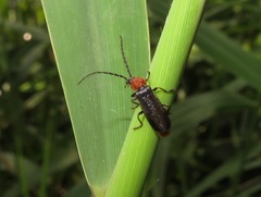 Silis ruficollis