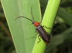 Silis ruficollis