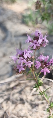 Image of Thymus pallasianus by no rights reserved