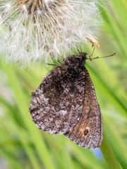 Oeneis jutta alaskensis