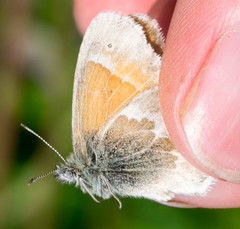 Coenonympha tullia