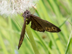 Oeneis jutta alaskensis