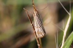 Chrysocrambus linetella