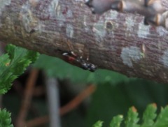 Xiphydria prolongata