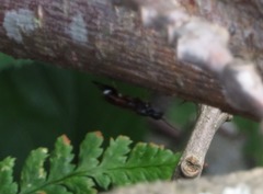 Xiphydria prolongata