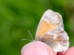 Coenonympha tullia