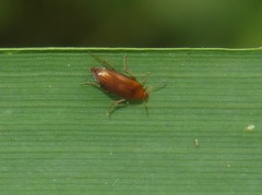 Anaspis flava