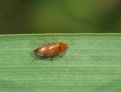 Anaspis flava